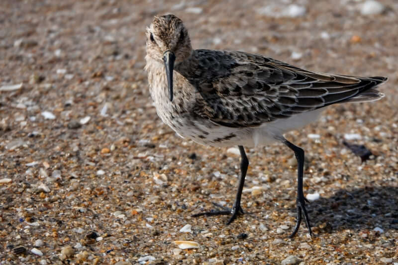 Bécasseau variable avec une patte cassée